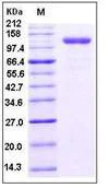 SDS-PAGE - Recombinant Human CD105 protein (Fc Chimera) (AB276211)