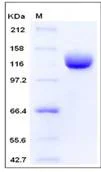 SDS-PAGE - Recombinant Human CD13 protein (His tag) (AB276194)