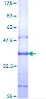 SDS-PAGE - Recombinant Human CD130 (gp130) protein (GST tag N-Terminus) (AB114303)