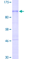 SDS-PAGE - Recombinant Human CD133 protein (GST tag N-Terminus) (AB160218)