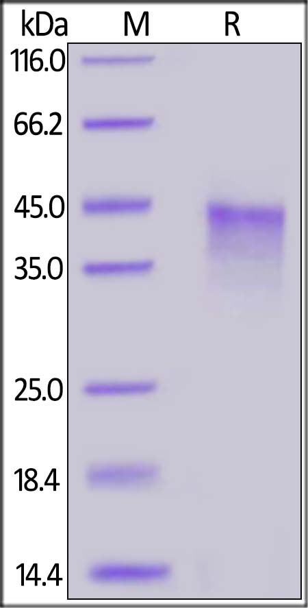 SDS-PAGE - Recombinant human CD134 / OX40L receptor protein (Active) (AB221231), expandable thumbnail