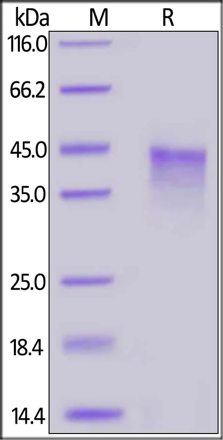 SDS-PAGE - Recombinant human CD134 / OX40L receptor protein (Active) (AB221231)