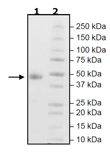 SDS-PAGE - Recombinant Human CD134 / OX40L receptor protein (Biotin) (Avi tag C-Terminus + His tag C-Terminus) (AB271641)