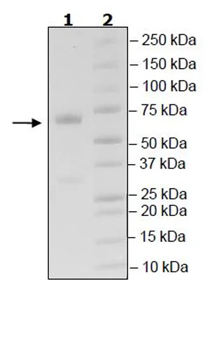 SDS-PAGE - Recombinant Human CD134 / OX40L receptor protein (Fc tag C-Terminus) (AB271642)
