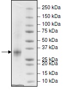 SDS-PAGE - Recombinant Human CD134 / OX40L receptor protein (His tag) (AB216258), expandable thumbnail