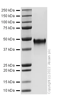 SDS-PAGE - Recombinant Human CD134 / OX40L receptor Protein (His-tag) (Active) (AB307791)