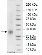 SDS-PAGE - Recombinant Human CD134 / OX40L receptor protein (His tag N-Terminus) (AB216258)