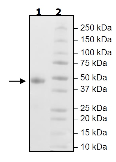 SDS-PAGE - Recombinant Human CD134 / OX40L receptor protein (Tagged) (Biotin) (AB271641), expandable thumbnail