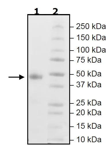 SDS-PAGE - Recombinant Human CD134 / OX40L receptor protein (Tagged) (Biotin) (AB271641)