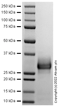 SDS-PAGE - Recombinant Human CD137 protein (Active) (AB287936)