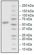 SDS-PAGE - Recombinant Human CD137 protein (Biotin) (AB198465)