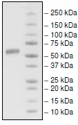 SDS-PAGE - Recombinant Human CD137 protein (Biotin) (Fc tag C-Terminus + Avi tag C-Terminus) (AB198465)