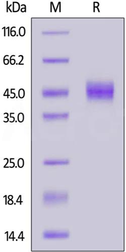 SDS-PAGE - Recombinant human CD14 protein (AB167706)