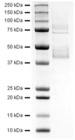 SDS-PAGE - Recombinant Human CD14 protein (AB282377)
