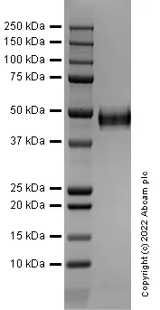 SDS-PAGE - Recombinant Human CD14 Protein (Active) (AB290112)