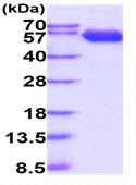 SDS-PAGE - Recombinant Human CD147 protein (Fc Chimera His Tag) (AB229371), expandable thumbnail