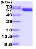 SDS-PAGE - Recombinant Human CD147 protein (Fc tag C-Terminus + His tag C-Terminus) (AB229371)