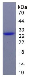 SDS-PAGE - Recombinant Human CD147 protein (His tag) (AB270595)