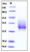 SDS-PAGE - Recombinant Human CD147 protein (His tag) (AB276220), expandable thumbnail