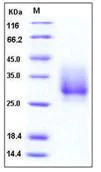 SDS-PAGE - Recombinant Human CD147 protein (His tag) (AB276220)
