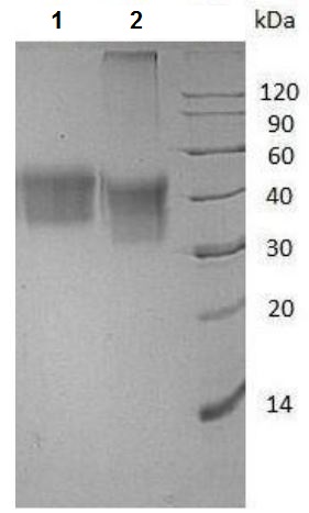SDS-PAGE - Recombinant Human CD16 (mutated V176F) protein (His tag) (AB215655)