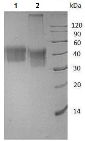 SDS-PAGE - Recombinant Human CD16 (mutated V176F) protein (His tag) (AB215655)