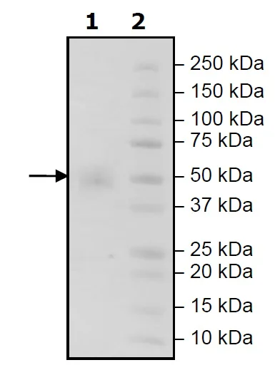 SDS-PAGE - Recombinant Human CD16 protein (Avi tag N-Terminus + His tag N-Terminus) (AB271508)