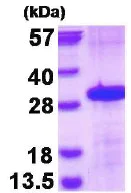 SDS-PAGE - Recombinant Human CD16 protein (denatured) (His tag N-Terminus) (AB130057)