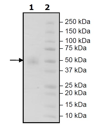 SDS-PAGE - Recombinant Human CD16 protein (His tag) (AB271508), expandable thumbnail