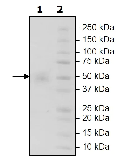 SDS-PAGE - Recombinant Human CD16 protein (His tag) (AB271508)