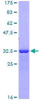 SDS-PAGE - Recombinant Human CD163 protein (GST tag N-Terminus) (AB112384)