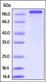 SDS-PAGE - Recombinant Human CD163 protein (His tag) (AB219873), expandable thumbnail