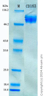 SDS-PAGE - Recombinant Human CD163 Protein Standard (His tag) (AB316598)