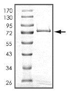 SDS-PAGE - Recombinant human CD167a/DDR1 protein (AB101591), expandable thumbnail
