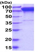 SDS-PAGE - Recombinant Human CD167a/DDR1 protein (Fc Chimera His Tag) (AB227394), expandable thumbnail