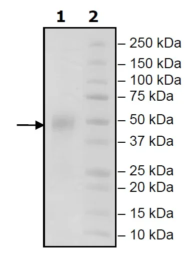 SDS-PAGE - Recombinant Human CD16a (mutated F176V) protein (Avi tag C-Terminus + His tag C-Terminus) (AB271801)