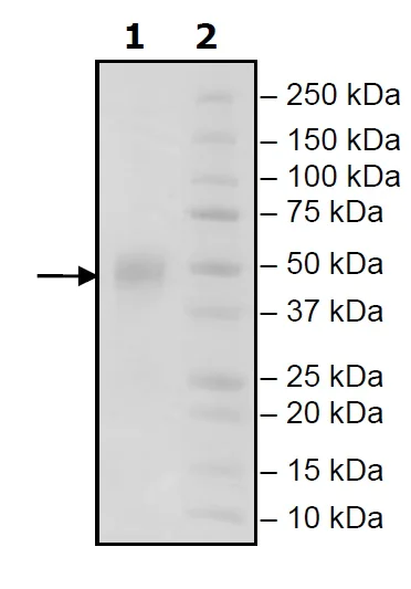 SDS-PAGE - Recombinant Human CD16a (mutated F176V) protein (Tagged) (AB271801)