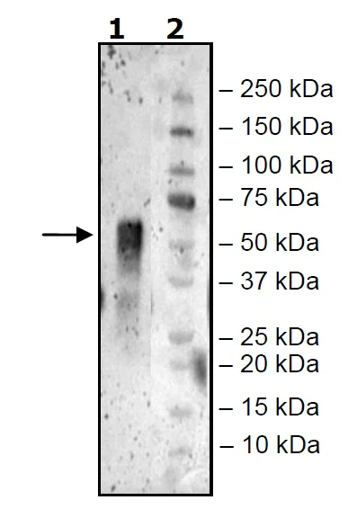 Western blot - Recombinant Human CD16b protein (Avi tag C-Terminus + His tag C-Terminus) (AB271509)