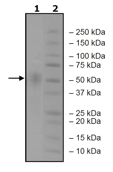 SDS-PAGE - Recombinant Human CD16b protein (Tagged) (AB271509)