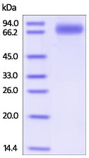 SDS-PAGE - Recombinant Human CD172 gamma protein (AB191638), expandable thumbnail