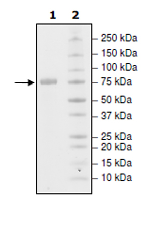 SDS-PAGE - Recombinant Human CD172 gamma protein (Biotin) (Fc tag C-Terminus + Avi tag C-Terminus) (AB271744)