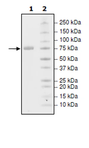 SDS-PAGE - Recombinant Human CD172 gamma protein (Biotin) (Fc tag C-Terminus + Avi tag C-Terminus) (AB271744)