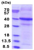 SDS-PAGE - Recombinant Human CD172 gamma protein (denatured) (His tag N-Terminus) (AB180289)