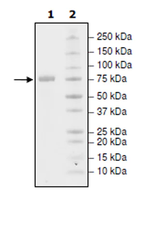 SDS-PAGE - Recombinant Human CD172 gamma protein (Tagged) (Biotin) (AB271744)