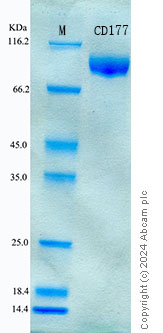 SDS-PAGE - Recombinant Human CD177 Protein Standard (His tag) (AB316632), expandable thumbnail