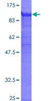 SDS-PAGE - Recombinant Human CD18 protein (GST tag N-Terminus) (AB112311)