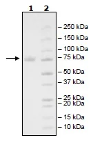 SDS-PAGE - Recombinant Human CD19 protein (Biotin) (Fc tag C-Terminus + Avi tag C-Terminus) (AB269986)