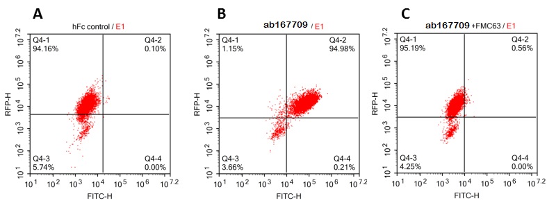 Recombinant human CD19 protein (Fc Chimera Active)