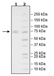 SDS-PAGE - Recombinant Human CD19 protein (Fc tag C-Terminus + Avi tag C-Terminus) (AB269985)