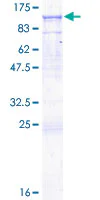 SDS-PAGE - Recombinant Human CD19 protein (GST tag N-Terminus) (AB158046)